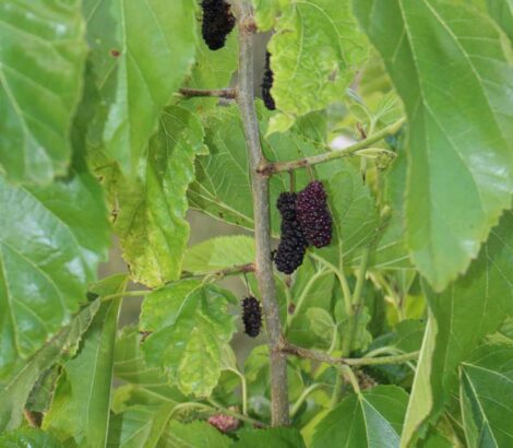Mûrier Kokuso21