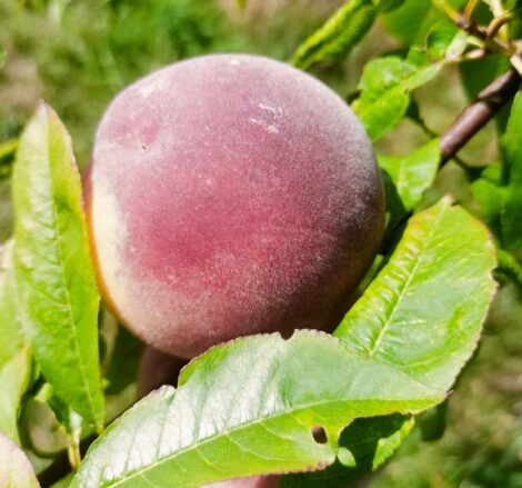 Pêcher Précoce de Hales