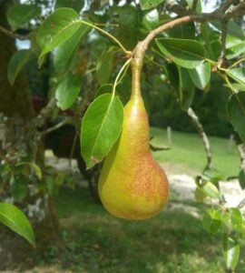 Poirier Canepire de Bovagnet