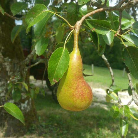 Poirier Canepire de Bovagnet