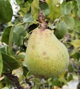 Poirier Duchesse d'Angoulème