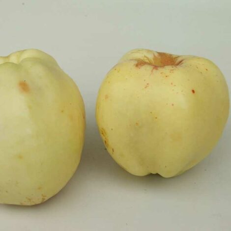 Pommier Antonovka 600g