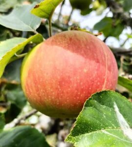 Pommier Ascahire - Rambour d'Automne