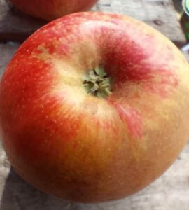Pommier Belle de Boskoop Grise