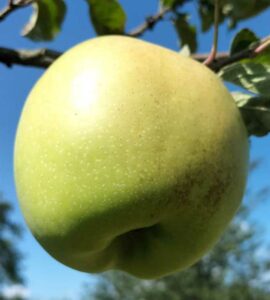 Pommier Belle Rivet