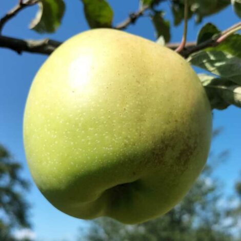 Pommier Belle Rivet