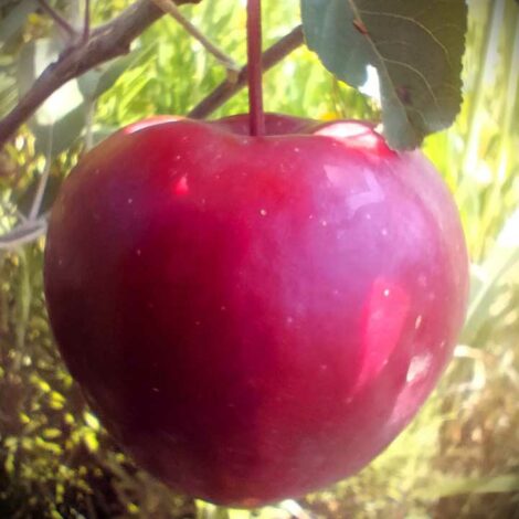 Pommier Belle Sanguine
