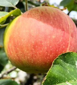 Pommier Bénédictin - Orange de Bleinhem - Reinette Dorée AVPS