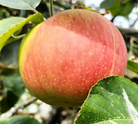 Pommier Bénédictin - Orange de Bleinhem - Reinette Dorée AVPS