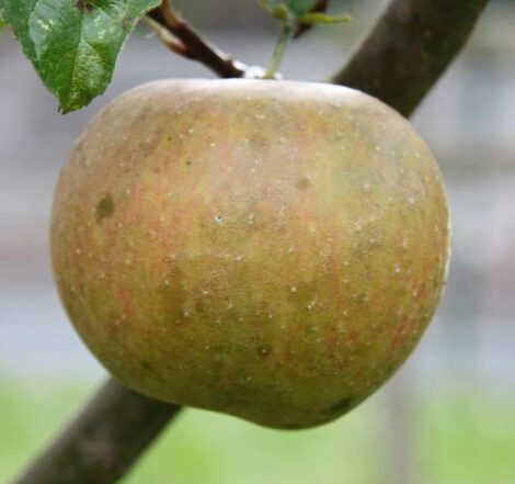 Pommier Court Pendu Gris du Limousin