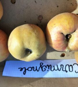 Pommier Carmignole