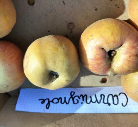 Pommier Carmignole