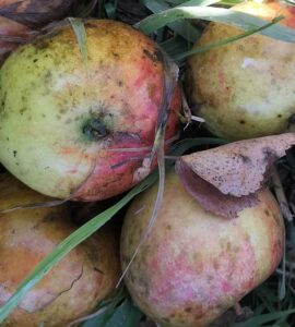 Pommier Cox orange