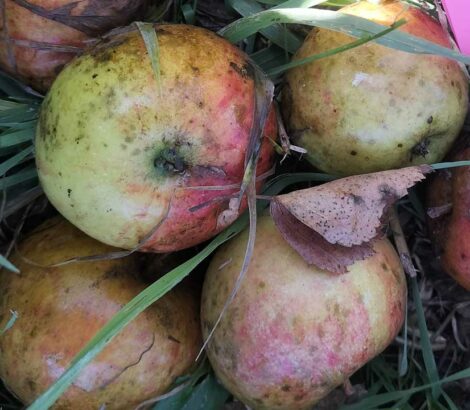 Pommier Cox orange