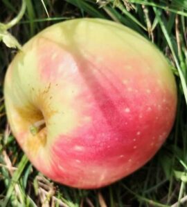 Pommier Croison de Boussy