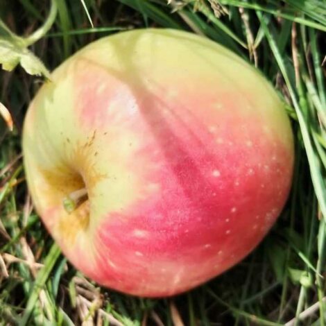 Pommier Croison de Boussy