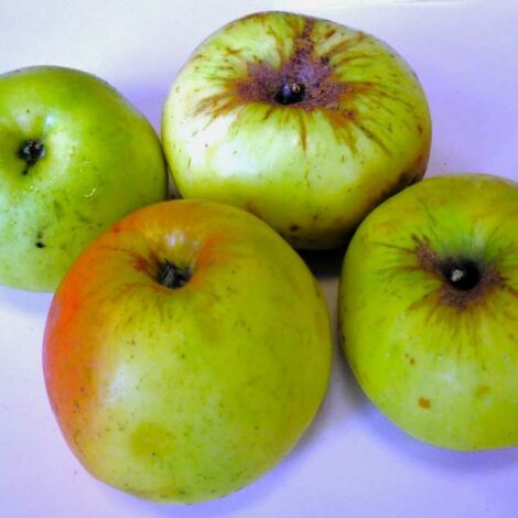 Pommier Du Père Matthieu