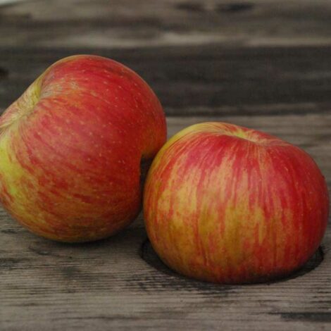 Pommier Du Léon