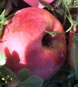 Pommier Fer de Savoie