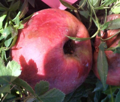 Pommier Fer de Savoie