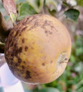 Pommier Fréquin Gris