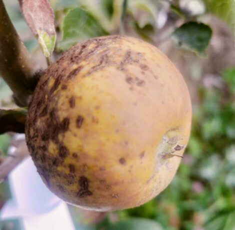 Pommier Fréquin Gris
