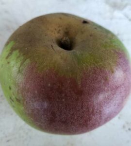 Pommier Franc Roseau