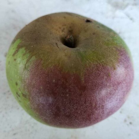 Pommier Franc Roseau