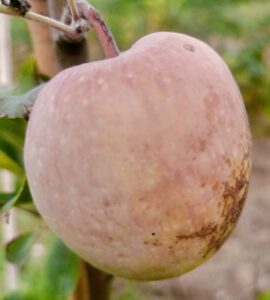 Pommier Jolibois