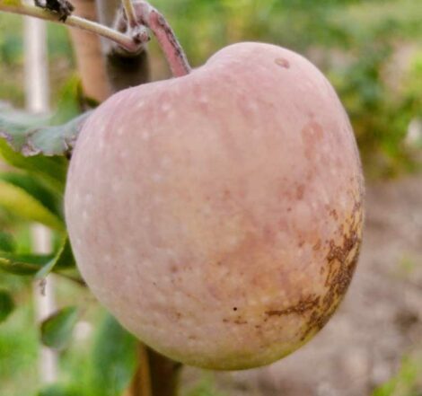 Pommier Jolibois