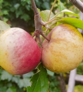 Pommier Juillet - Stark Earliest