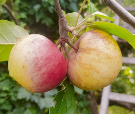 Pommier Juillet - Stark Earliest