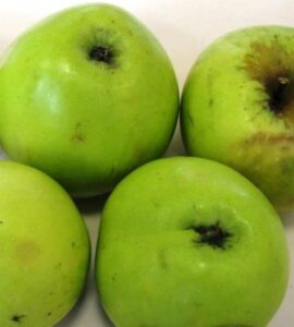 Pommier Lagache