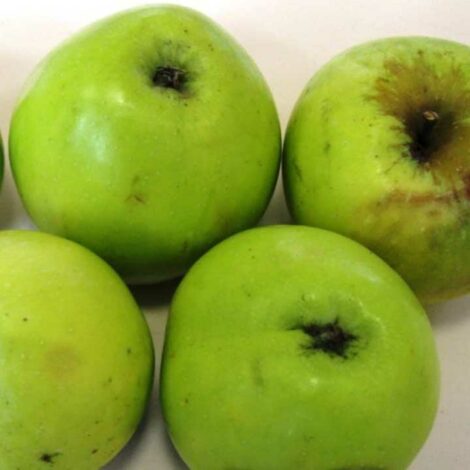Pommier Lagache
