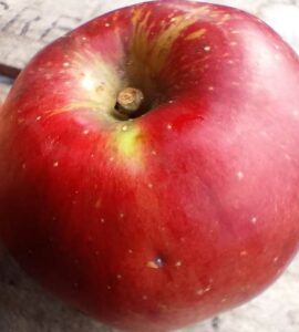 Pommier Melrose
