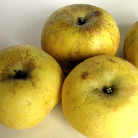 Pommier Reinette Blanche Combaz
