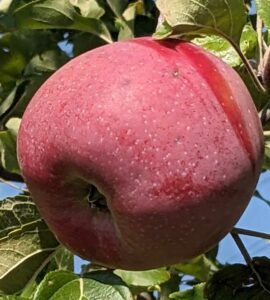 Pommier Rose de Berne