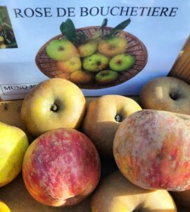Pommier Rose de Bouchetière