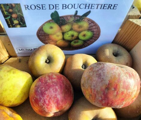 Pommier Rose de Bouchetière