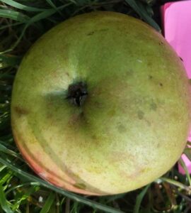 Pommier Reinette de Caux