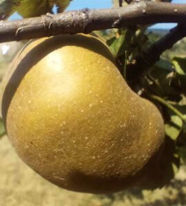 Pommier Reinette Grise du Canada