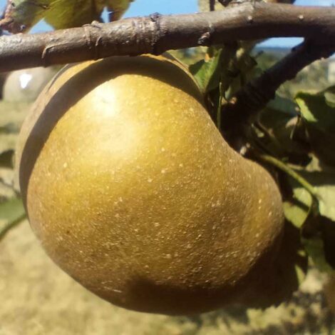 Pommier Reinette Grise du Canada