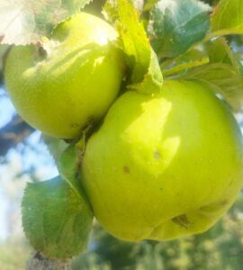 Pommier Rhode Island Greening