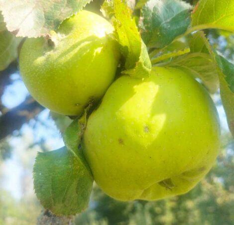 Pommier Rhode Island Greening