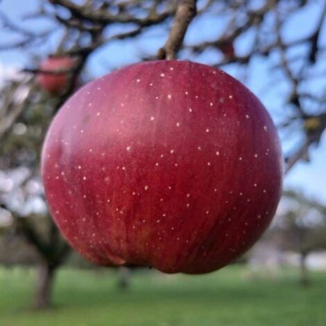 Pommier Rayée du Bouchage - Pomme de Dolomieu