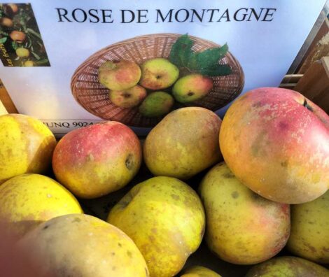Pommier Rose des Montagnes