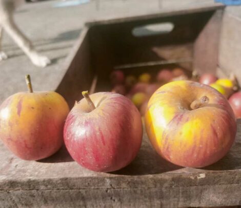 Pommier Reine des reinettes
