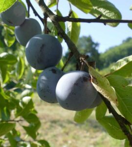 Prunier Perdrigon Violette