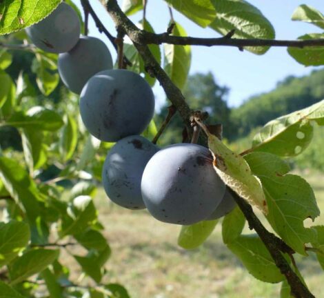 Prunier Perdrigon Violette