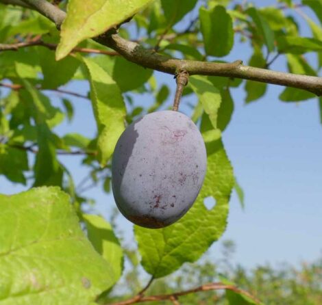 Pruneau de Passy